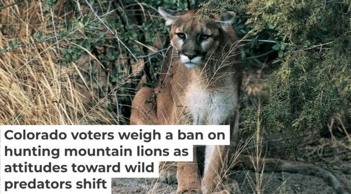 In Colorado, many people run, bike and climb in mountain lion habitat. DEA/ C. Dani I. Jeske/De Agostini via Getty Images